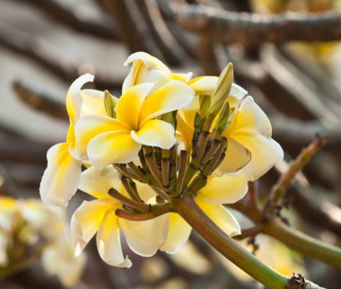 Frangipani, plumeria çiçekler