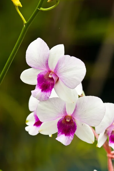 Красивая пурпурная орхидея — стоковое фото