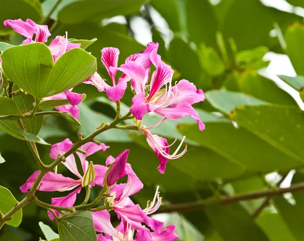 Beautiful spring flowers — Stock Photo, Image