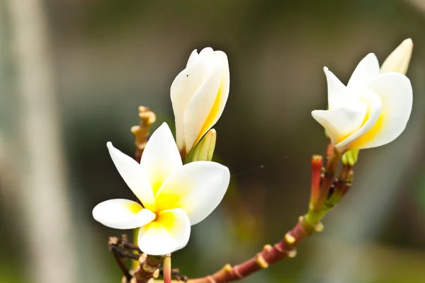 フランジパニ, プルメリアの花 — ストック写真