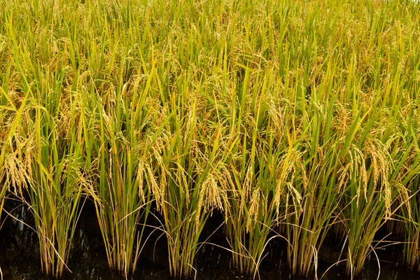 Rice plant — Stock Photo, Image