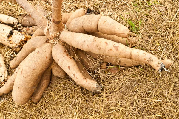 Tapioca Tanaman Cassava — Stok Foto