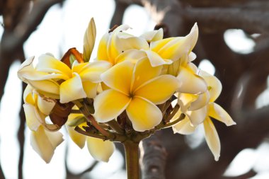 Frangipani, plumeria çiçekler