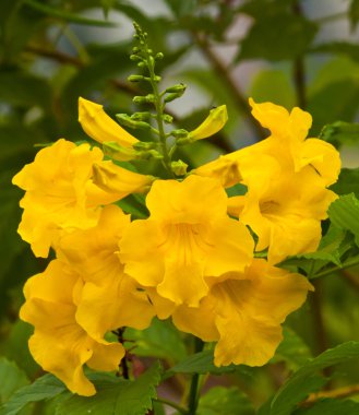 Güzel bahar çiçekleri