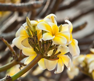 Frangipani, plumeria çiçekler