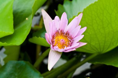 Lotus Nehri üzerinde