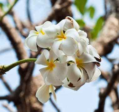 Frangipani, plumeria çiçekler