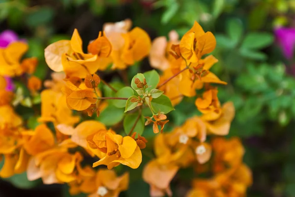 Bougainvillea paper flower — Stock Photo, Image