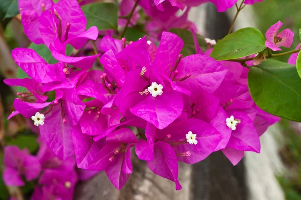 ブーゲンビリアの紙の花 — ストック写真