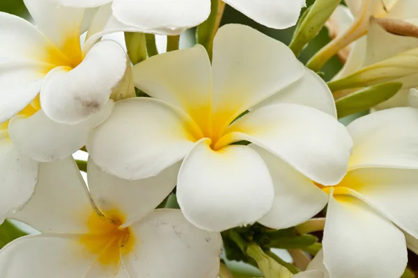 Beautiful spring flowers — Stock Photo, Image