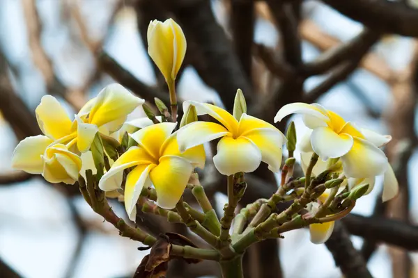 Frangipani,Plumeria flowers — Stock Photo, Image