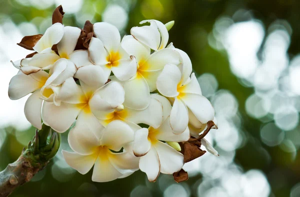 Frangipani, Flores de Plumeria —  Fotos de Stock