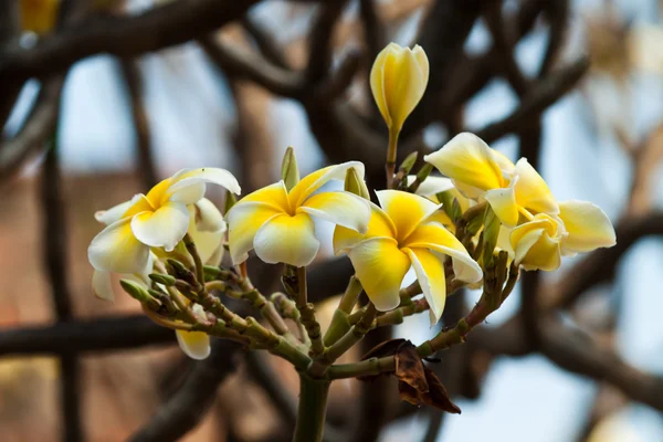 Frangipani, Pflaumenblüten — Stockfoto