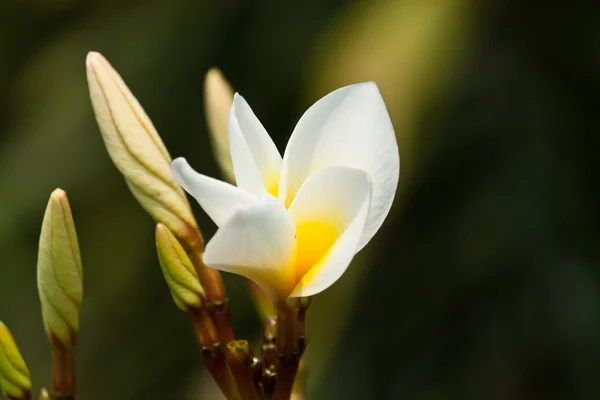 Frangipani, plumeria çiçekler — Stok fotoğraf