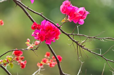 güzel beyaz çiçekler