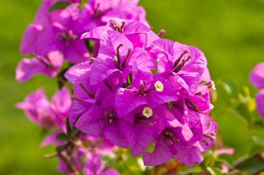 Bougainvillea çiçek kağıt