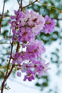 Güzel bahar çiçekleri