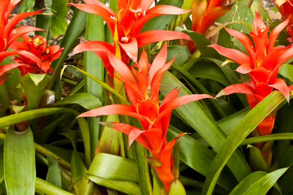 Lindas flores de primavera — Fotografia de Stock