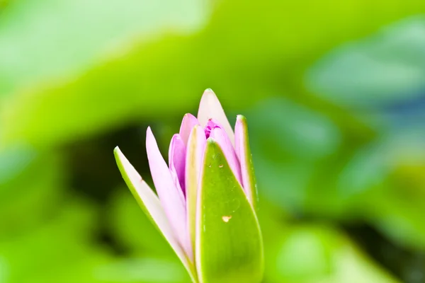 Lotus na řece — Stock fotografie