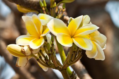 Frangipani, plumeria çiçekler