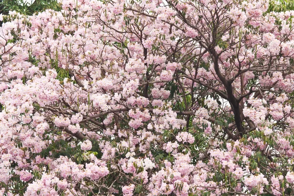 Beautiful spring flowers — Stock Photo, Image