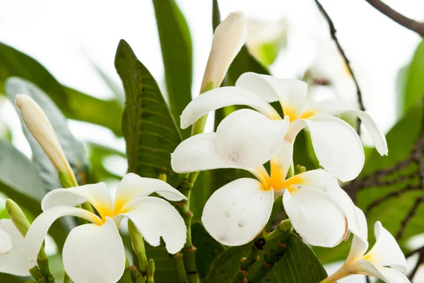 Vackra vårblommor — Stockfoto