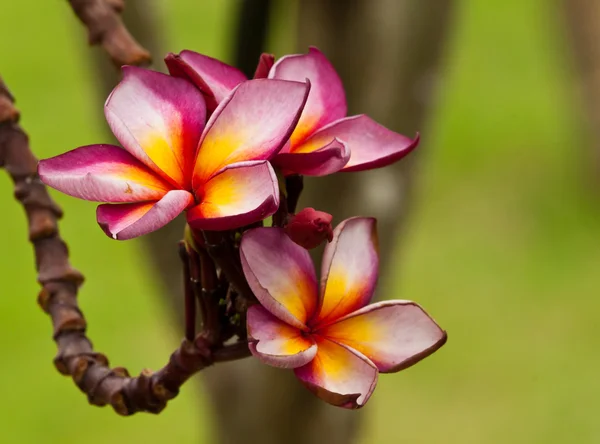 Vackra vårblommor — Stockfoto