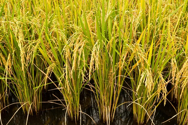 Rice plant — Stock Photo, Image