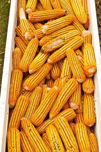 Pocos maíz amarillo — Foto de Stock