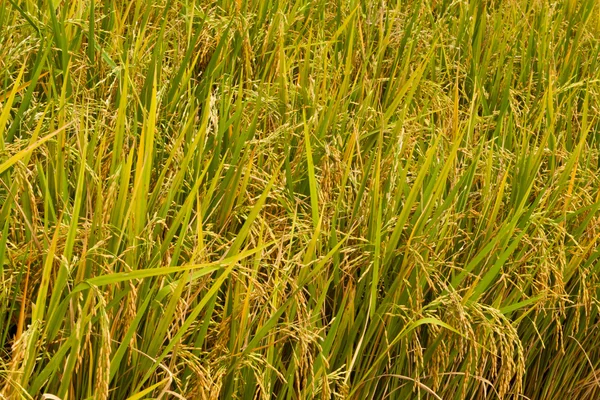 Rice plant — Stock Photo, Image