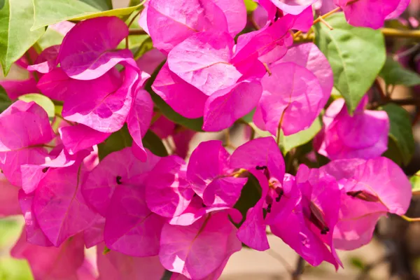 Bougainvillea papír virág — Stock Fotó