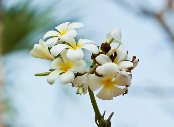 Keře, květiny plumeria — Stock fotografie