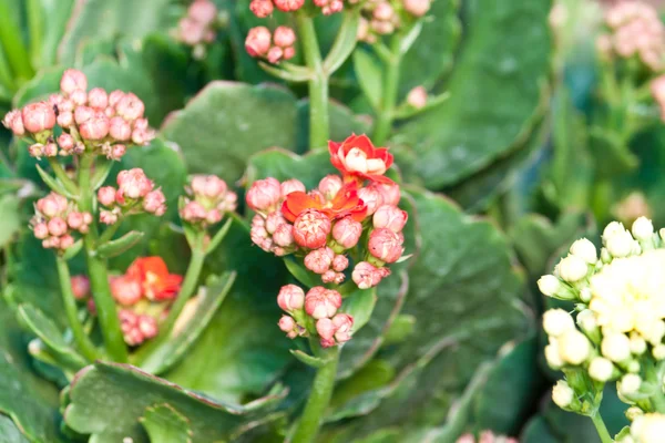 Den vackra blommor — Stockfoto