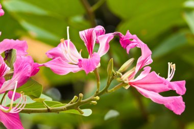 Güzel bahar çiçekleri