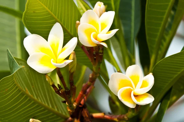 Frangipani, plumeria kwiaty — Zdjęcie stockowe