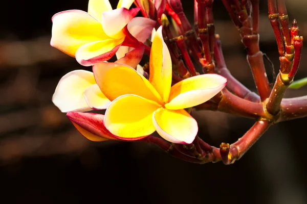 Frangipani, plumeria çiçekler — Stok fotoğraf