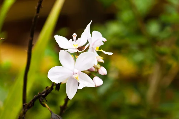 Krásné fialové orchideje — Stock fotografie