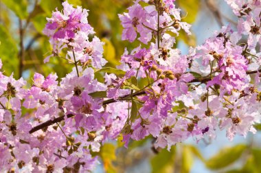 Güzel bahar çiçekleri