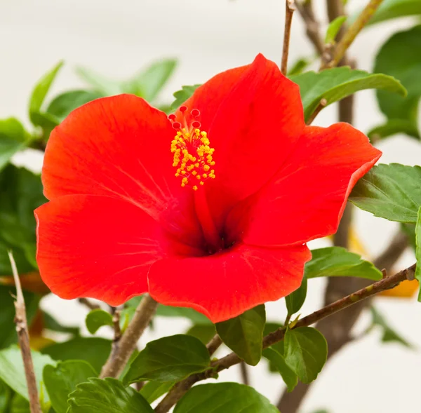 Schöne Frühlingsblumen — Stockfoto