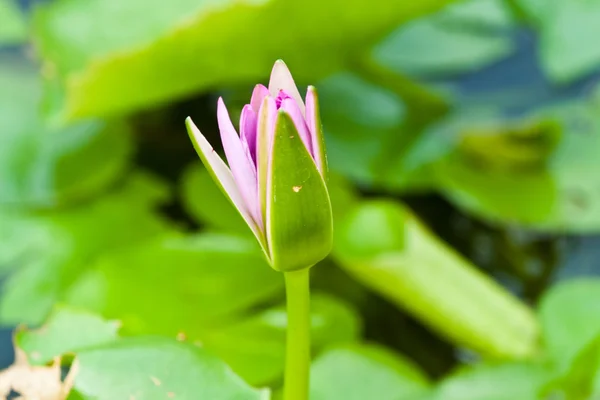 Lotus på floden — Stockfoto