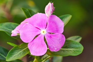 Güzel bahar çiçekleri