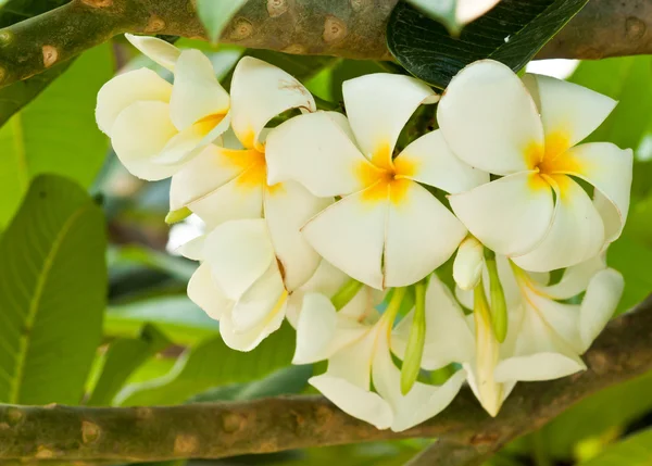 Keře, květiny plumeria — Stock fotografie