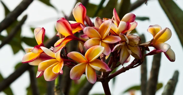 Keře, květiny plumeria — Stock fotografie