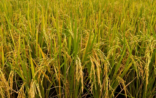 तांदूळ वनस्पती — स्टॉक फोटो, इमेज
