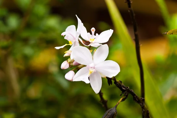 Mooie paarse orchid — Stockfoto