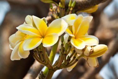 Frangipani, plumeria çiçekler