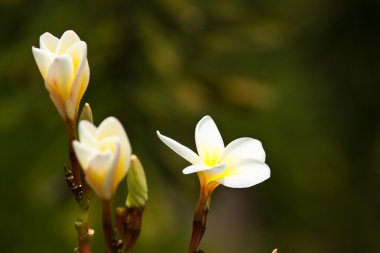 Frangipani, plumeria çiçekler