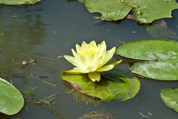 Lotus çiçek çiçek — Stok fotoğraf