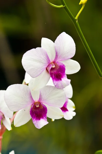 Beautiful purple orchid — Stock Photo, Image