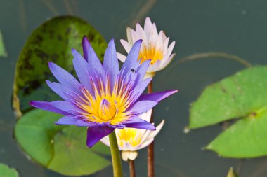 Lotus Nehri üzerinde